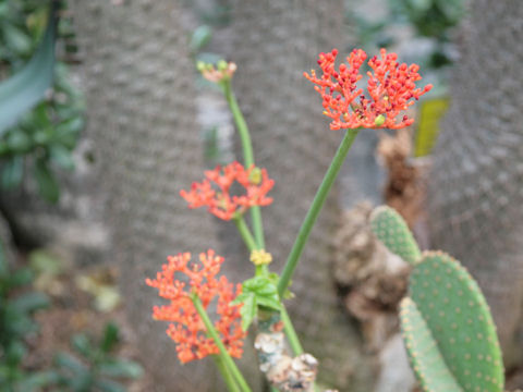 Jatropha podagrica