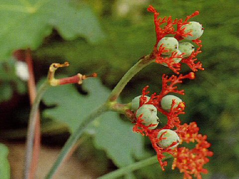 Jatropha podagrica