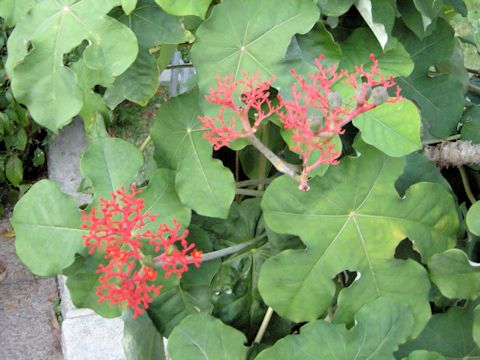 Jatropha podagrica