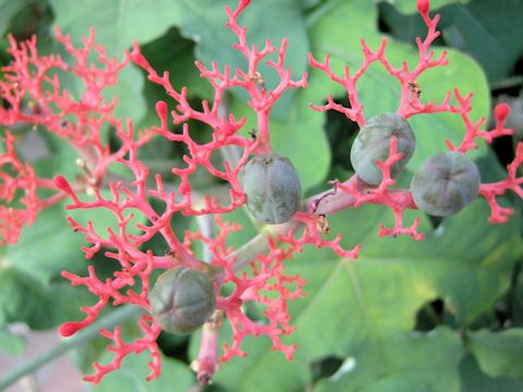 Jatropha podagrica