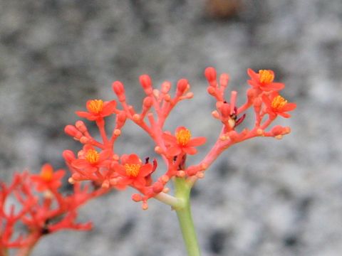 Jatropha podagrica