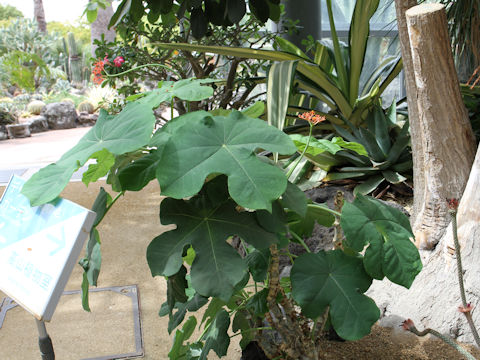 Jatropha podagrica