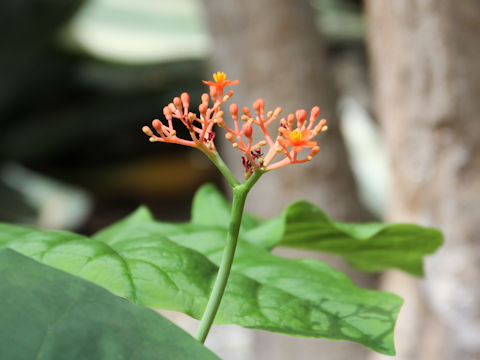 Jatropha podagrica