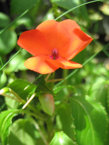 Impatiens sp.