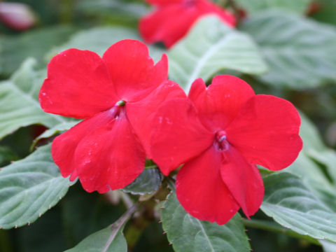 Impatiens sp.