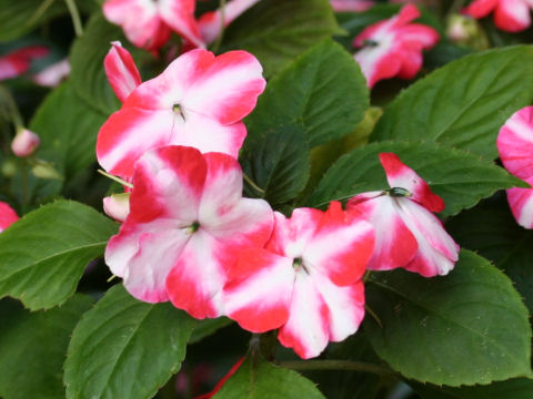 Impatiens sp.