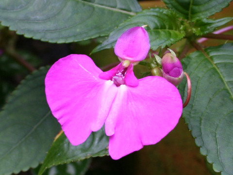 Impatiens sp.