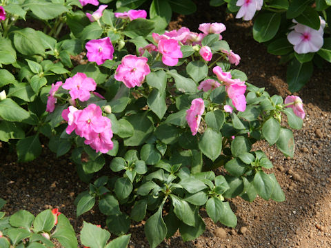 Impatiens sp.