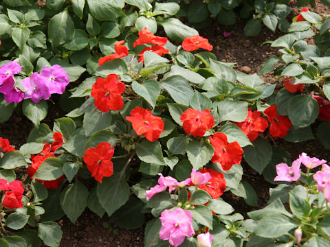 Impatiens sp.