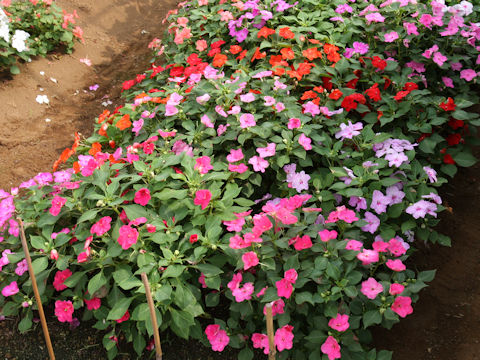 Impatiens sp.