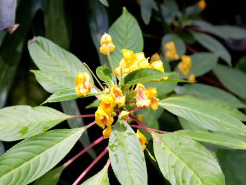 Impatiens auricoma