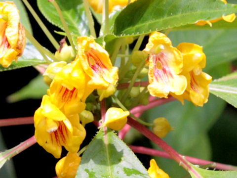 Impatiens auricoma