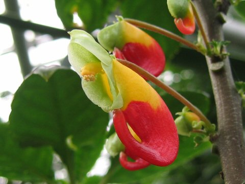 Impatiens congolensis