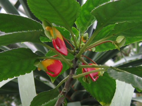 Impatiens congolensis