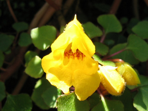 Impatiens repens