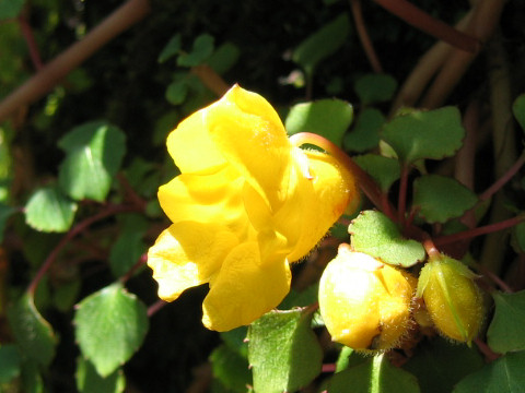 Impatiens repens