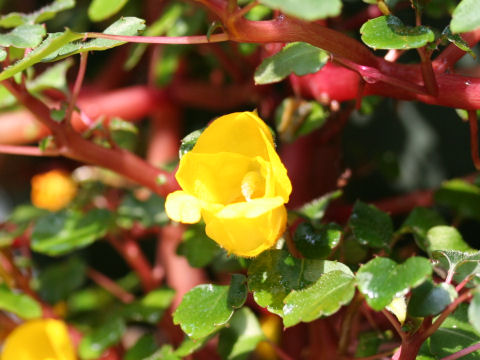 Impatiens repens