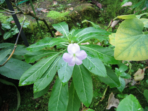 Impatiens sodenii