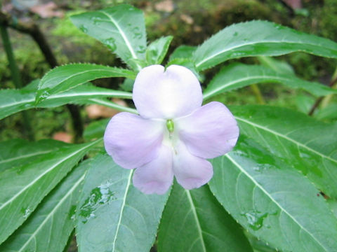 Impatiens sodenii