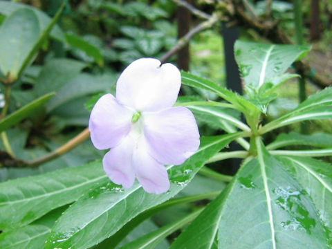 Impatiens sodenii