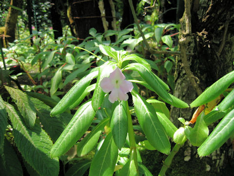 Impatiens sodenii