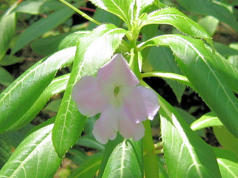 Impatiens sodenii