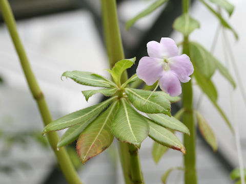 Impatiens sodenii