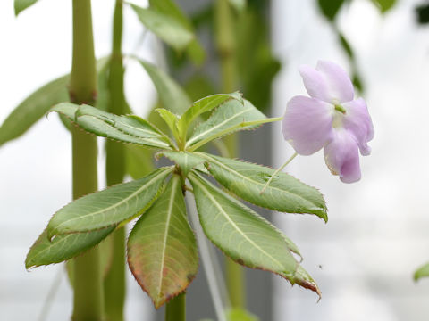 Impatiens sodenii