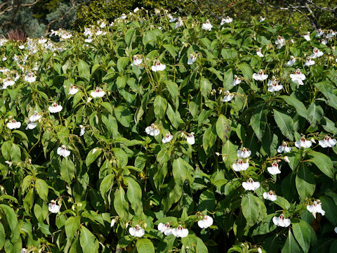 Impatiens tinctoria