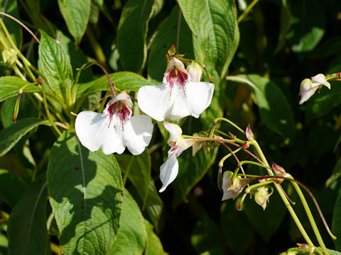 Impatiens tinctoria