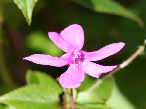 Impatiens zombensis