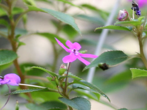 Impatiens zombensis