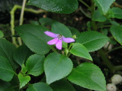 Impatiens zombensis