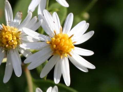 Aster semiamplexicaulis