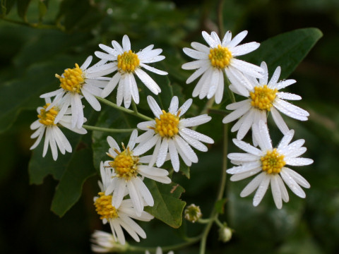 Aster semiamplexicaulis