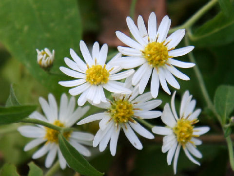 Aster semiamplexicaulis