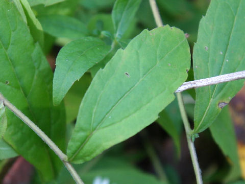 Aster semiamplexicaulis