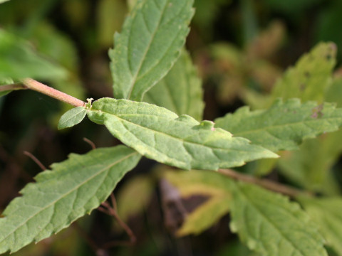 Aster semiamplexicaulis