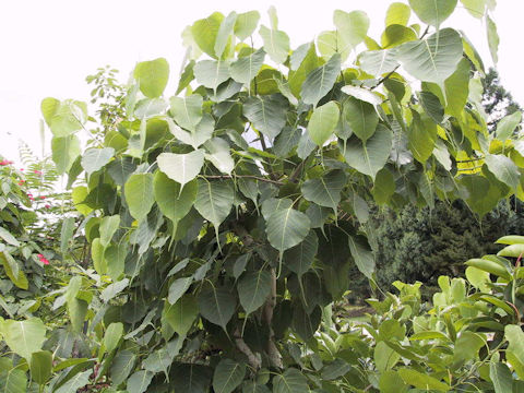 Ficus religiosa