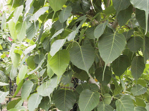 Ficus religiosa