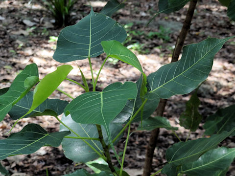 Ficus religiosa