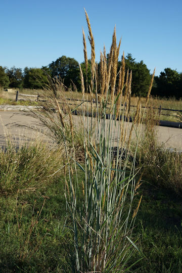 Sorghastrum nutans