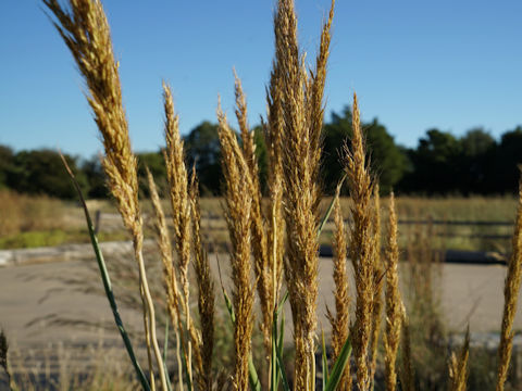 Sorghastrum nutans