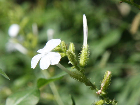 Plumbago zeylanica