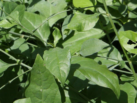 Plumbago zeylanica