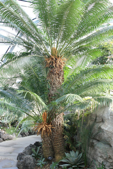 Cycas circinalis