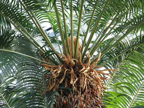 Cycas circinalis