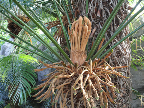 Cycas circinalis