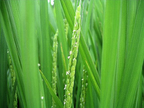 Oryza sativa