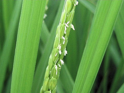 Oryza sativa